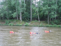 Koskikellujia oli tänä vuonna runsaasti